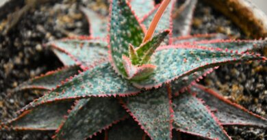 How to Grow and Care for ‘Christmas Carol’ Aloe