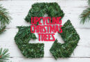 Six Ways to Upcycle Your Christmas Tree in the Garden