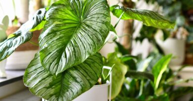 Why Are My Philodendron’s Leaves Turning Brown?