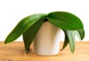 How to Cure Droopy Orchid Leaves in 7 Steps