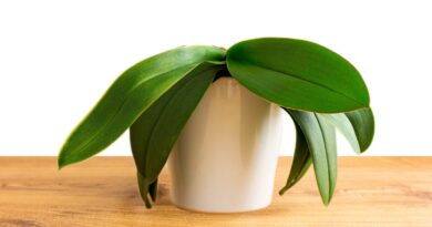 How to Cure Droopy Orchid Leaves in 7 Steps