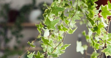 How to Grow Ivy as a Houseplant: 7 Care Tips