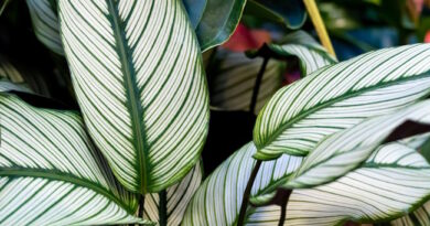 Calathea ‘White Star’ Houseplant Care