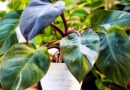 9 Alternatives for Expensive and Hard-to-Find Houseplants