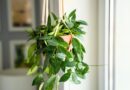 15 Best Hanging Plants That Don’t Mind Low Light