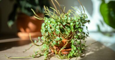 21 Houseplants That Will Grow Almost Anywhere