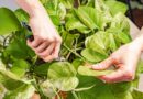 Should I Trim My Pothos? 7 Pruning Tips