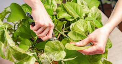 Should I Trim My Pothos? 7 Pruning Tips