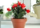 How to Water Your Christmas Cactus the Right Way: 5 Pro Tips