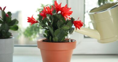 How to Water Your Christmas Cactus the Right Way: 5 Pro Tips