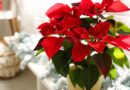 15 Houseplants That Flower in Winter