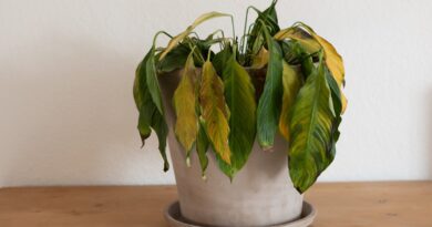 9 Signs It’s Time to Throw Away Your Houseplant