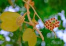 How to Encourage Your Hoya Kerrii to Bloom: 13 Pro Tips