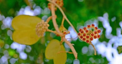 How to Encourage Your Hoya Kerrii to Bloom: 13 Pro Tips