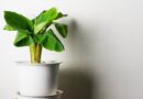 19 Houseplants that Combat Mold and Air Pollution in Your Home