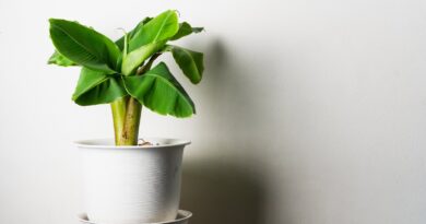 19 Houseplants that Combat Mold and Air Pollution in Your Home