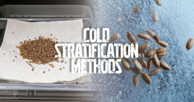 Get Your Seeds To Sprout With These Cold Stratification Methods