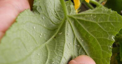 How to Get Rid of Whiteflies on Houseplants