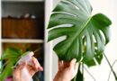 15 Houseplants That Love High Humidity