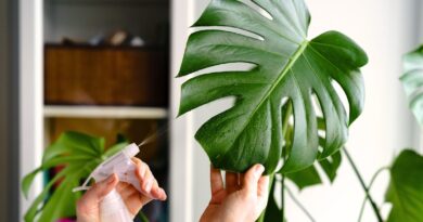 15 Houseplants That Love High Humidity