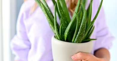 13 Houseplants That May Boost Mental Health