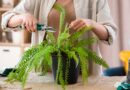 9 Houseplants You Should Trim Back in January