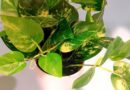 Don’t Let These 5 Pests Eat Your Pothos