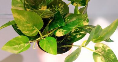 Don’t Let These 5 Pests Eat Your Pothos