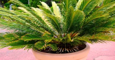 Why Are My Sago Palm Leaves Turning Yellow?