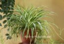 Spider Plant Care – How to Grow Chlorophytum Comosum Indoors