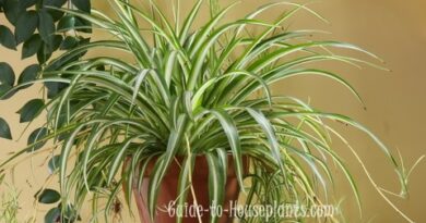 Spider Plant Care – How to Grow Chlorophytum Comosum Indoors