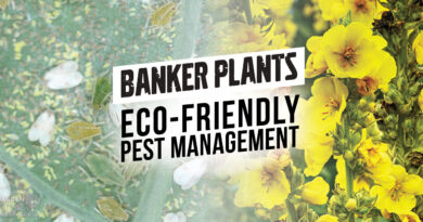 Banker Plants – Eco-Friendly Pest Management