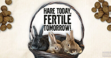 Hare Today, Fertile Tomorrow! The Garden Magic of Rabbit Manure
