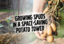 Growing Spuds in a Space-Saving Potato Tower