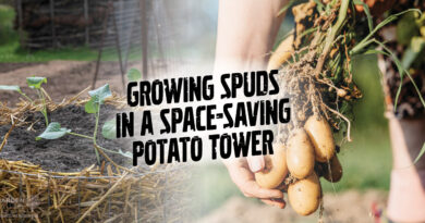 Growing Spuds in a Space-Saving Potato Tower
