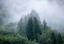NCC: Land Lines – From the treetops: A closer look at Canada’s forests (part one)