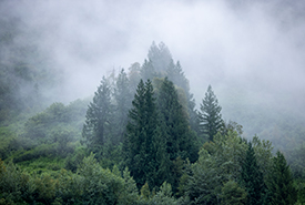 NCC: Land Lines – From the treetops: A closer look at Canada’s forests (part one)