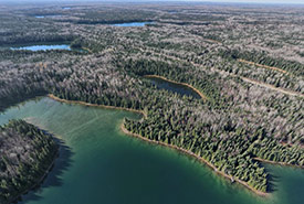 NCC: Land Lines – Roots of tomorrow: Canada’s forests need our support