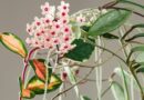 How to Plant, Grow, and Care For Hoya ‘Krimson Princess’