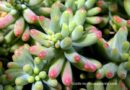 How to Grow Jelly Bean Plant Indoors