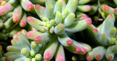 How to Grow Jelly Bean Plant Indoors